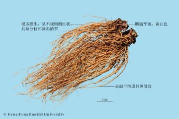 细辛（Xixin）中药材鉴别相册