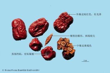 大枣（Dazao）中药材鉴别照片