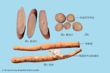 白芍（Baishao）中药材鉴别照片