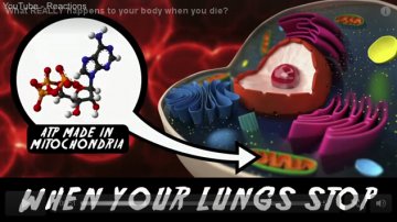 美化学学会发视频揭秘人体死后化学变化