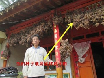当归种子减产考察