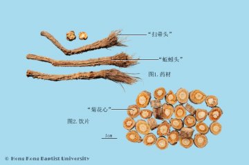 防风（Fangfeng）中药材鉴别照片