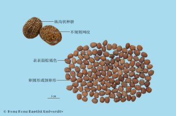千金子（Qianjinzi）中药材鉴别照片