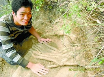 特大野山药外形似人手 山民称至少生长10年
