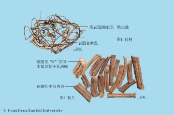 鸡屎藤（Jishiteng）中药材鉴别照片