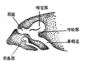人体的12个“缺陷” 你发现了吗