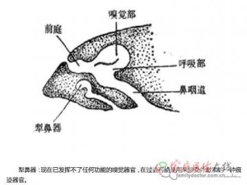犁鼻器