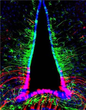 科学家发现食欲控制神经元 或有助治疗饮食失调