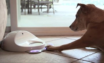 汪星人游戏机：可拍击获取食物的CleverPet喂食器