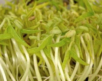 蔬菜的十大最“致命”吃法