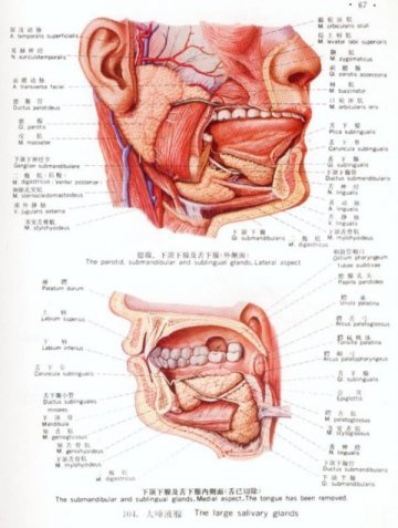 大唾液腺