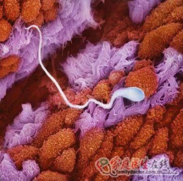 精子发育成胎儿全过程
