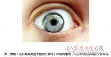 第三眼睑