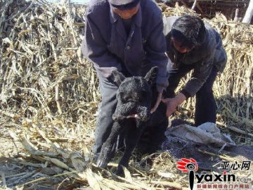 新出生小牛长四只眼睛两张嘴