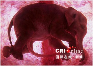 子宫里的动物宝宝照片公布