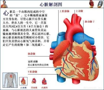 心脏解剖图