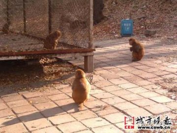 情侣猕猴逃亡1个月寒冷时紧紧相拥