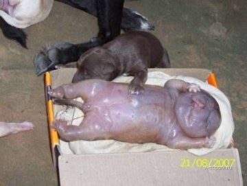 乌克兰一母狗生下人形怪物 出生即死亡