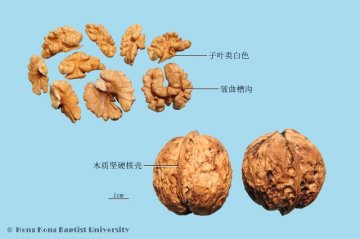 核桃仁（Hetaoren）中药材鉴别照片
