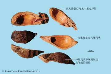 大腹皮（Dafupi）中药材鉴别照片