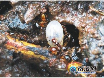 海南部分地区现有害红火蚁 被咬后皮肤肿胀化脓