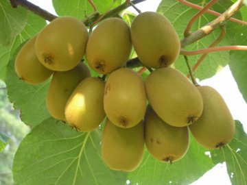 盘点让男人们越吃越年轻的7种食物