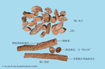 川牛膝（Chuanniuxi）中药材鉴别照片