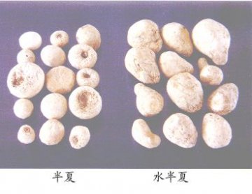 水半夏（Shuibanxia）Rhizoma Typonii