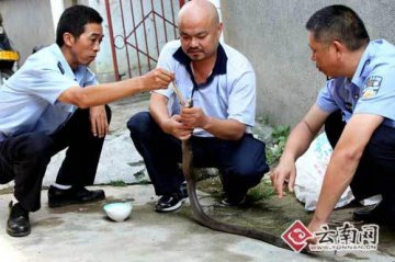 男子为救治受伤眼镜蛇徒手掰开蛇嘴喂肉