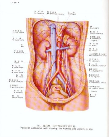 腹后壁（示臀及输尿管的位置）