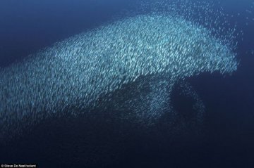 沙丁鱼群伪装成大海豚躲避捕食者
