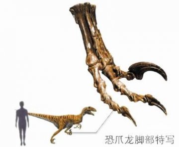 中美学者发现最古老恐爪龙类足迹