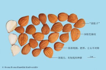 苦杏仁（Kuxingren）中药材鉴别相册