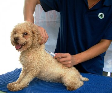 狂犬病展览深水埗举行