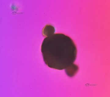 实拍放大千倍的北京霾颗粒