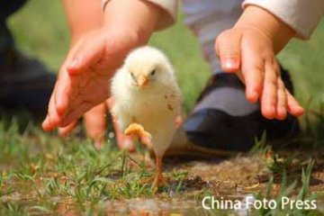 禽流感席卷全球