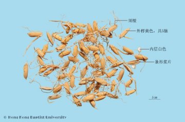 稻芽（Daoya）中药材鉴别照片