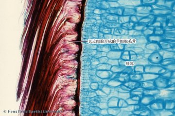 马钱子（Maqianzi）中药材横切面显微鉴别照片