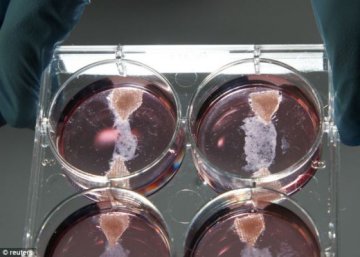 荷兰科学家实验室培育肌肉细胞制作试管汉堡