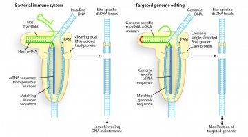 Science：可编程的DNA剪刀