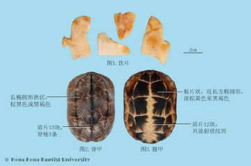 龟甲（Guijia）中药材鉴别照片