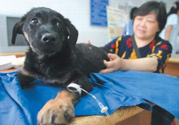 丈夫嫌妻子与狗太亲密 连刺小狗20刀