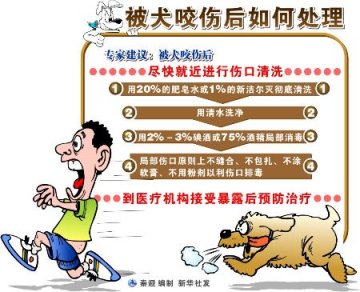 被犬咬伤后如何处理