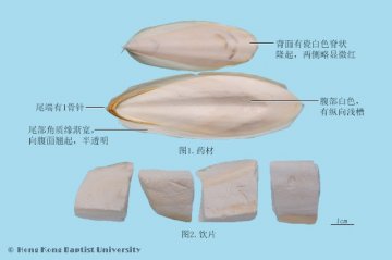 海螵蛸（Haipiaoxiao）中药材鉴别照片