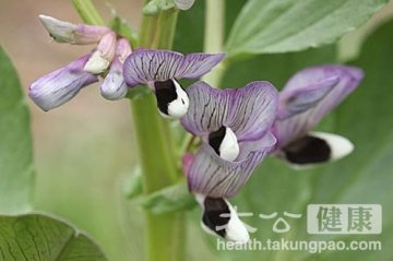 初夏养脾胃吃蚕豆 益气健脾 利湿消肿 增强记忆