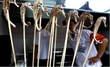 防癌神仙汤引争议 稀奇古怪食物盘点—海马