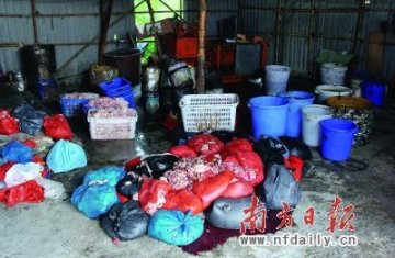 工业用猪油可能流向餐桌 制作现场肮脏不堪