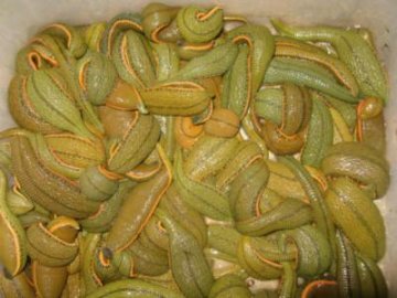 超国标30倍的菲牛蛭冻干粉如何炼成！