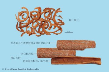 肉桂（Rougui）中药材鉴别照片