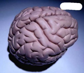 健康探索：真实的人脑构造